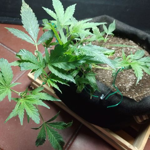 Wonder Pie 1er cultivo growlog timeline photo