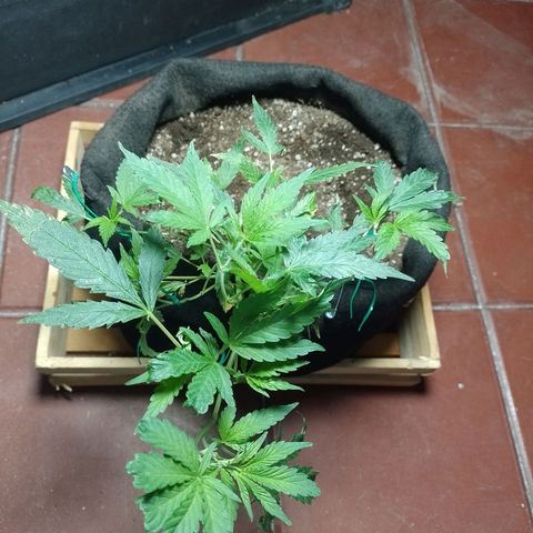 Wonder Pie 1er cultivo growlog timeline photo