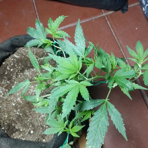 Wonder Pie 1er cultivo growlog timeline photo