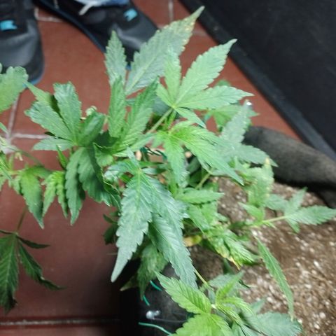 Wonder Pie 1er cultivo growlog timeline photo