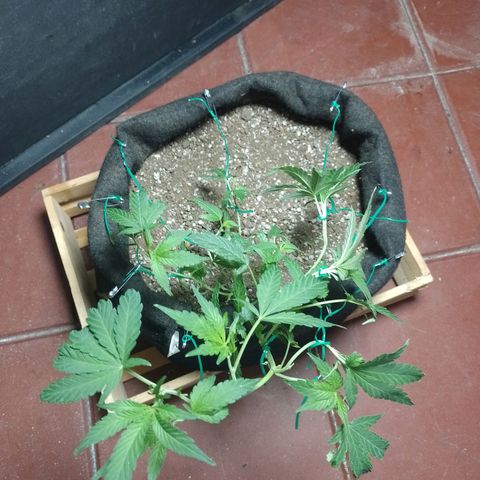 Wonder Pie 1er cultivo growlog timeline photo