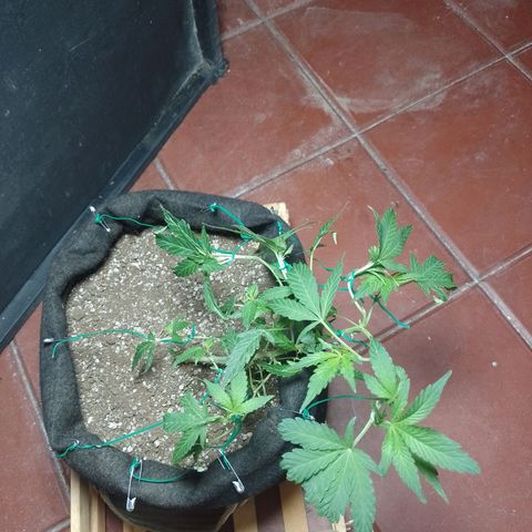 Wonder Pie 1er cultivo growlog timeline photo