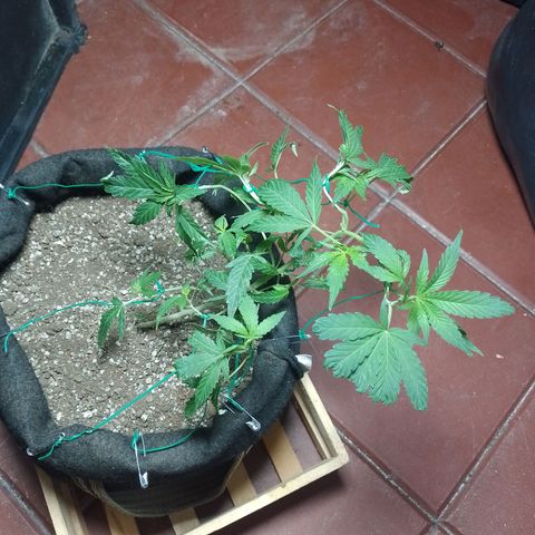 Wonder Pie 1er cultivo growlog timeline photo