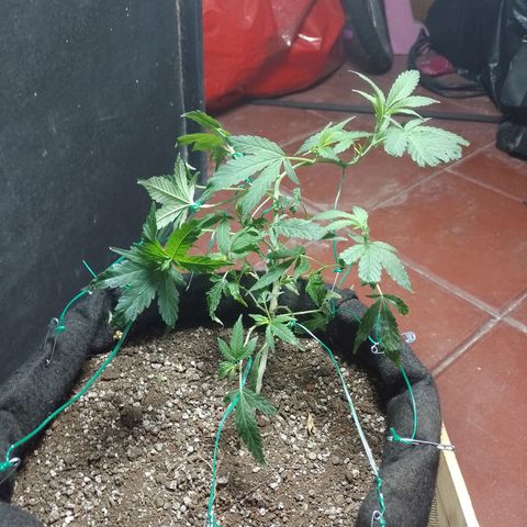Wonder Pie 1er cultivo growlog timeline photo