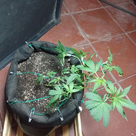 Wonder Pie 1er cultivo growlog photo: Después de regar