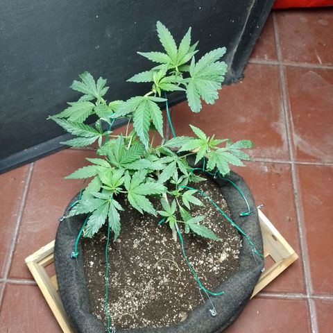 Wonder Pie 1er cultivo growlog timeline photo