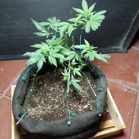 Wonder Pie 1er cultivo growlog timeline photo