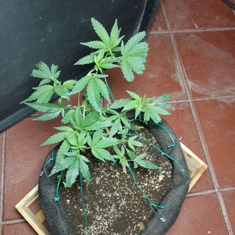 Wonder Pie 1er cultivo growlog timeline photo