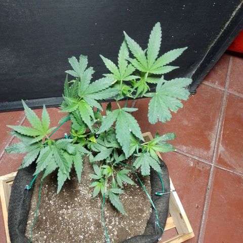Wonder Pie 1er cultivo growlog timeline photo