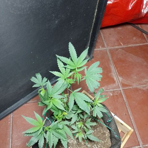 Wonder Pie 1er cultivo growlog timeline photo