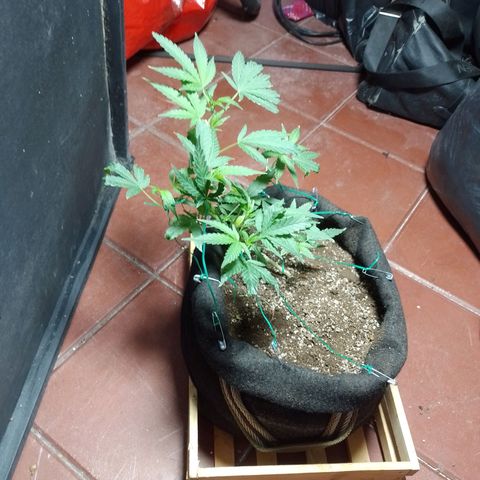Wonder Pie 1er cultivo growlog timeline photo