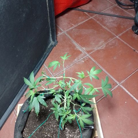Wonder Pie 1er cultivo growlog timeline photo