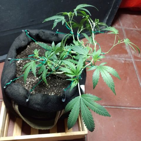 Wonder Pie 1er cultivo growlog timeline photo