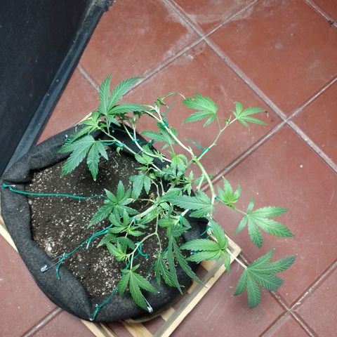 Wonder Pie 1er cultivo growlog timeline photo