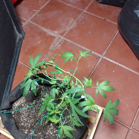 Wonder Pie 1er cultivo growlog timeline photo