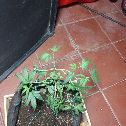Wonder Pie 1er cultivo growlog timeline photo