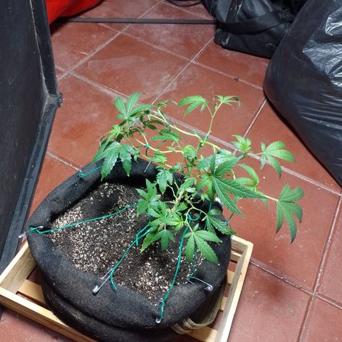 Wonder Pie 1er cultivo growlog timeline photo