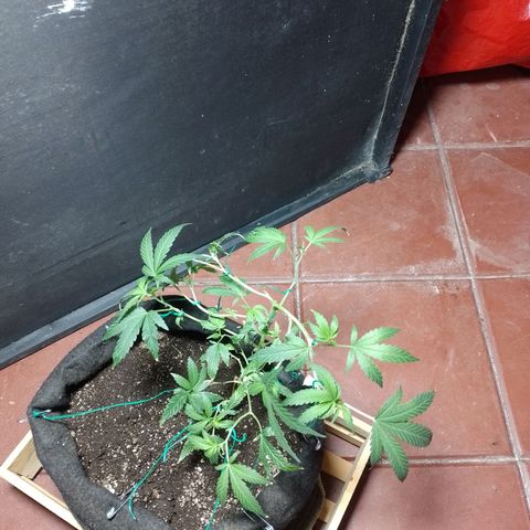 Wonder Pie 1er cultivo growlog timeline photo