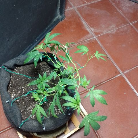 Wonder Pie 1er cultivo growlog timeline photo