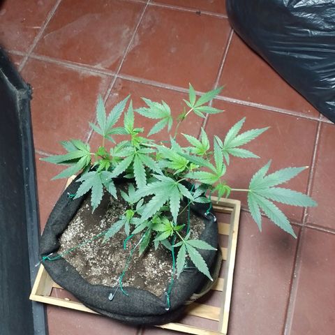 Wonder Pie 1er cultivo growlog timeline photo