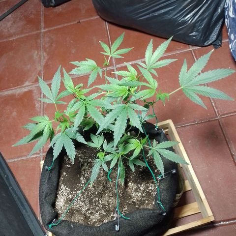 Wonder Pie 1er cultivo growlog timeline photo