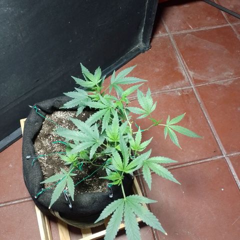 Wonder Pie 1er cultivo growlog timeline photo