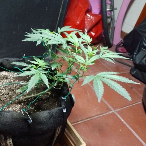 Wonder Pie 1er cultivo growlog timeline photo