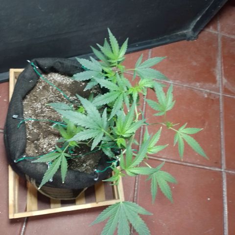 Wonder Pie 1er cultivo growlog timeline photo