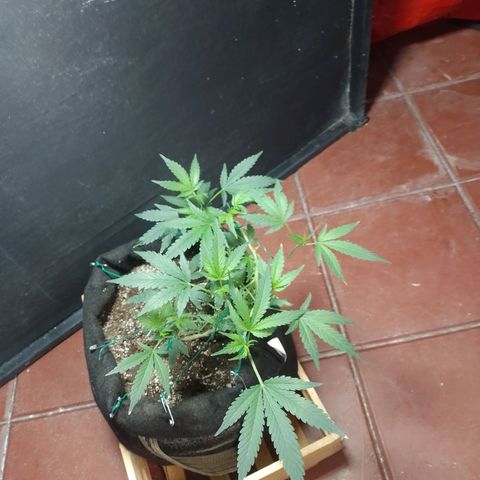 Wonder Pie 1er cultivo growlog timeline photo