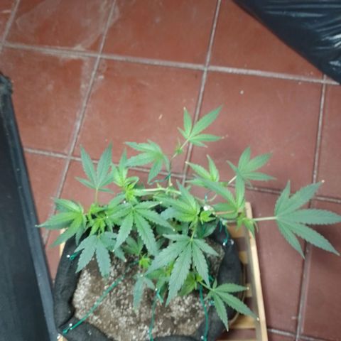 Wonder Pie 1er cultivo growlog timeline photo