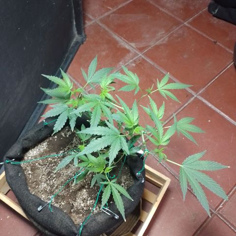 Wonder Pie 1er cultivo growlog timeline photo