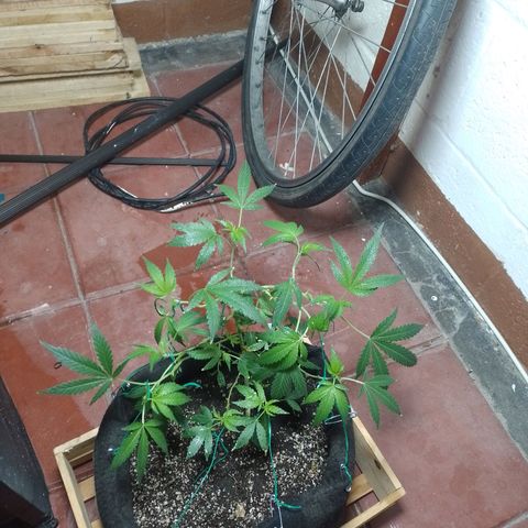 Wonder Pie 1er cultivo growlog timeline photo
