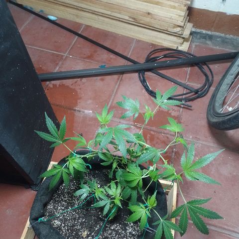 Wonder Pie 1er cultivo growlog timeline photo