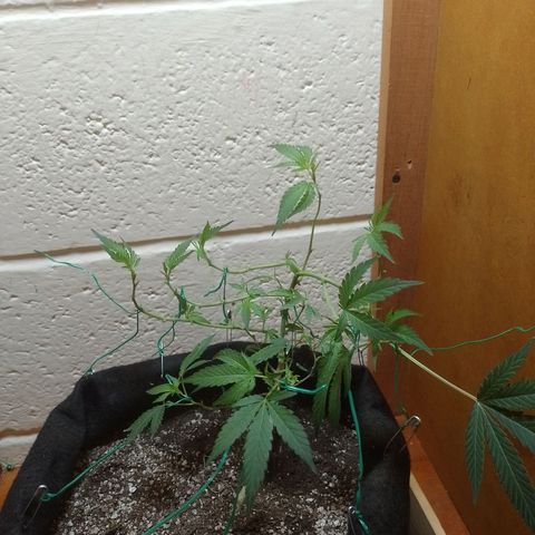 Wonder Pie 1er cultivo growlog timeline photo