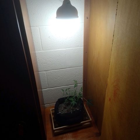 Wonder Pie 1er cultivo growlog timeline photo