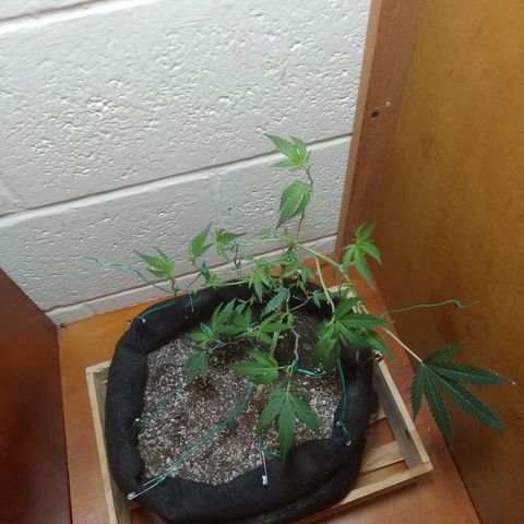 Wonder Pie 1er cultivo growlog timeline photo