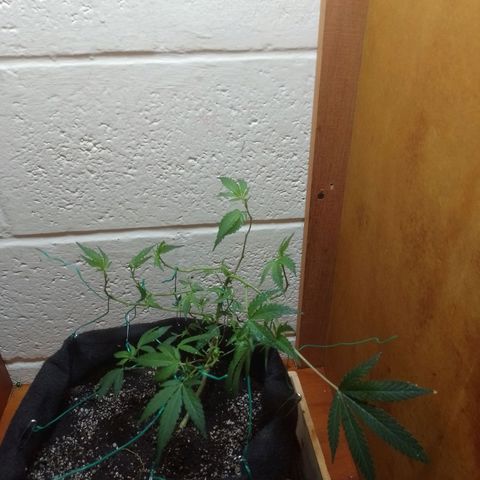 Wonder Pie 1er cultivo growlog timeline photo