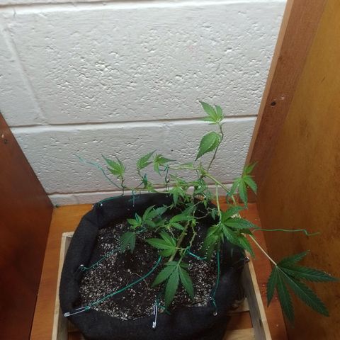 Wonder Pie 1er cultivo growlog timeline photo