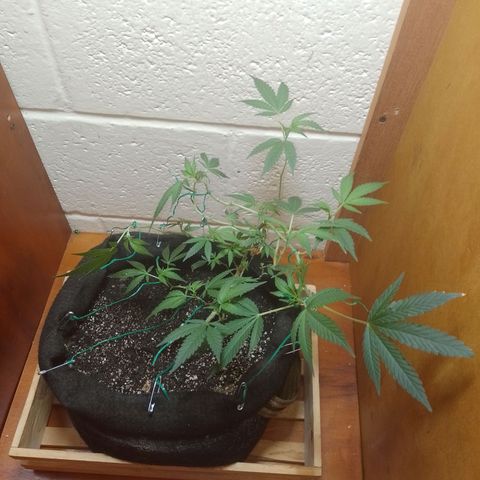 Wonder Pie 1er cultivo growlog timeline photo
