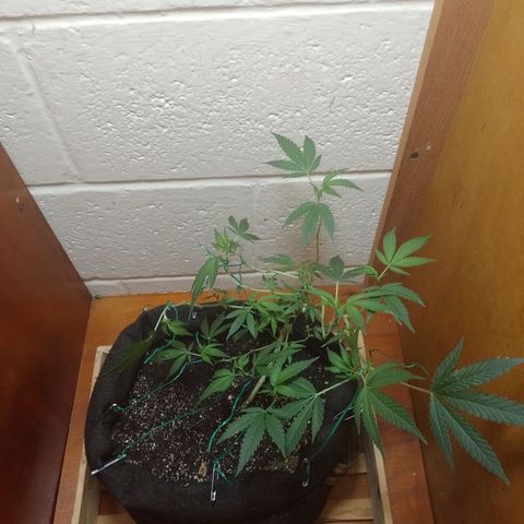 Wonder Pie 1er cultivo growlog timeline photo
