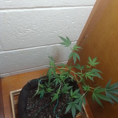 Wonder Pie 1er cultivo growlog timeline photo