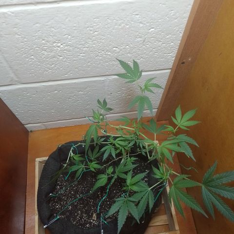 Wonder Pie 1er cultivo growlog timeline photo