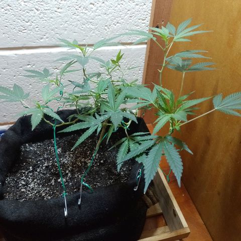 Wonder Pie 1er cultivo growlog timeline photo