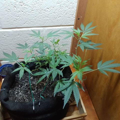 Wonder Pie 1er cultivo growlog timeline photo