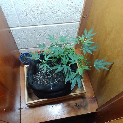 Wonder Pie 1er cultivo growlog timeline photo