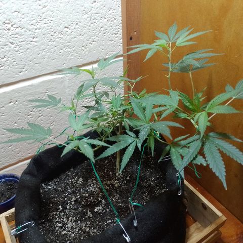 Wonder Pie 1er cultivo growlog timeline photo