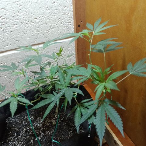 Wonder Pie 1er cultivo growlog timeline photo