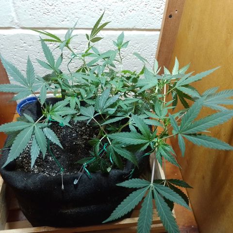 Wonder Pie 1er cultivo growlog timeline photo