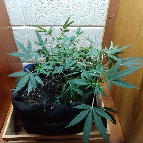 Wonder Pie 1er cultivo growlog timeline photo