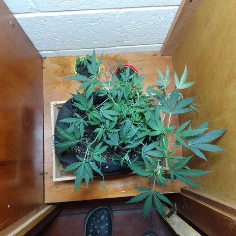 Wonder Pie 1er cultivo growlog timeline photo